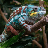 Camaleon-min