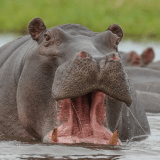 Hipopotamo-min