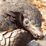 Pangolin-min