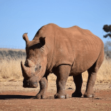 Rinoceronte-min