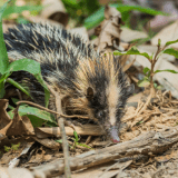 Tenrec-min