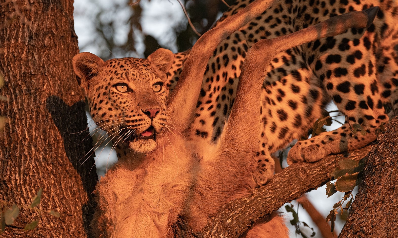 IntoAfrica-Destinos-Botsuana-04-min