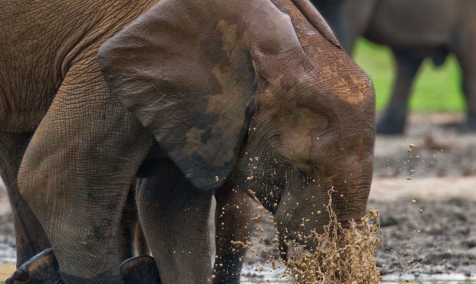 IntoAfrica-Destinos-ElCongo-Gabon-RCA-02-min