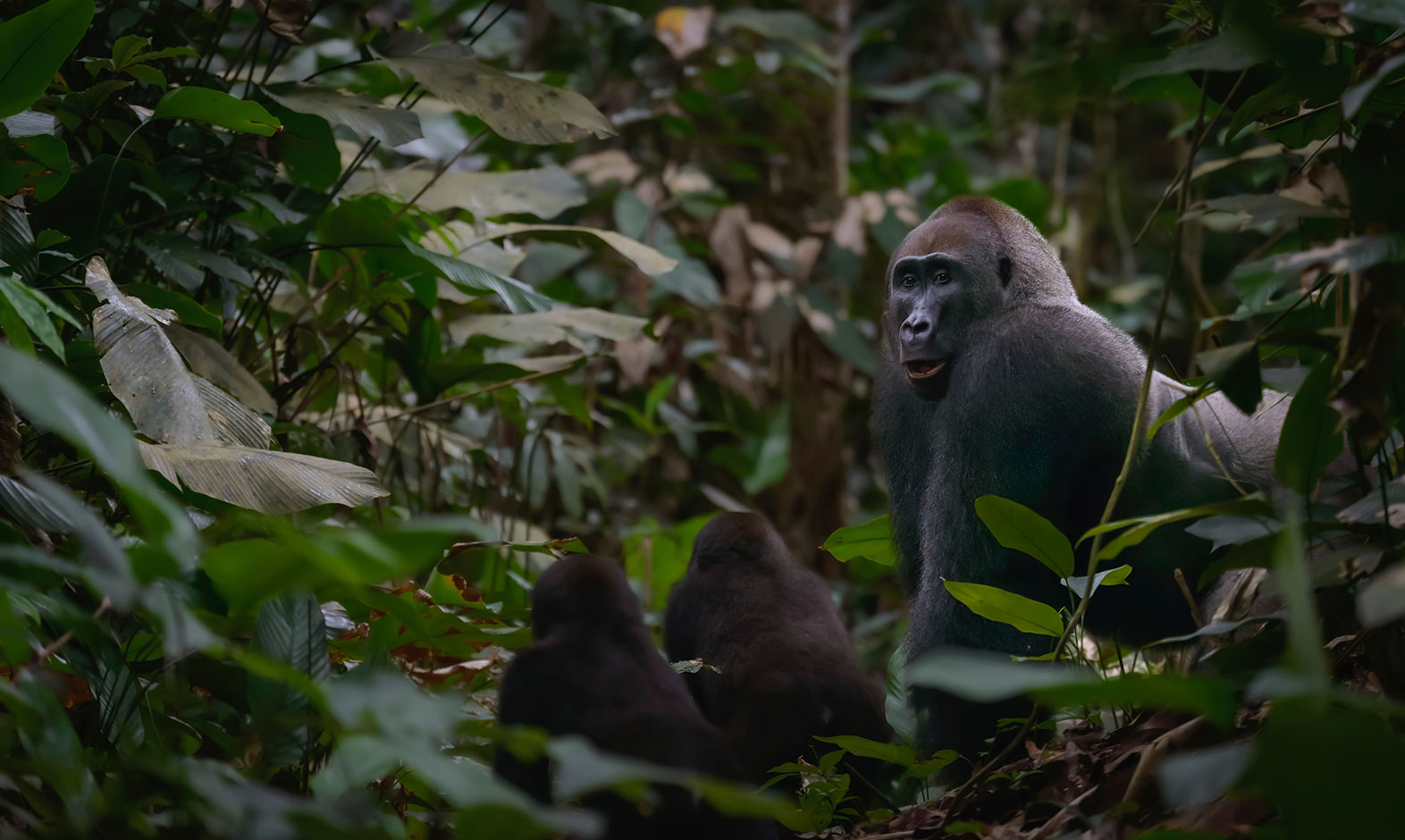 IntoAfrica-Destinos-ElCongo-Gabon-RCA-03-min