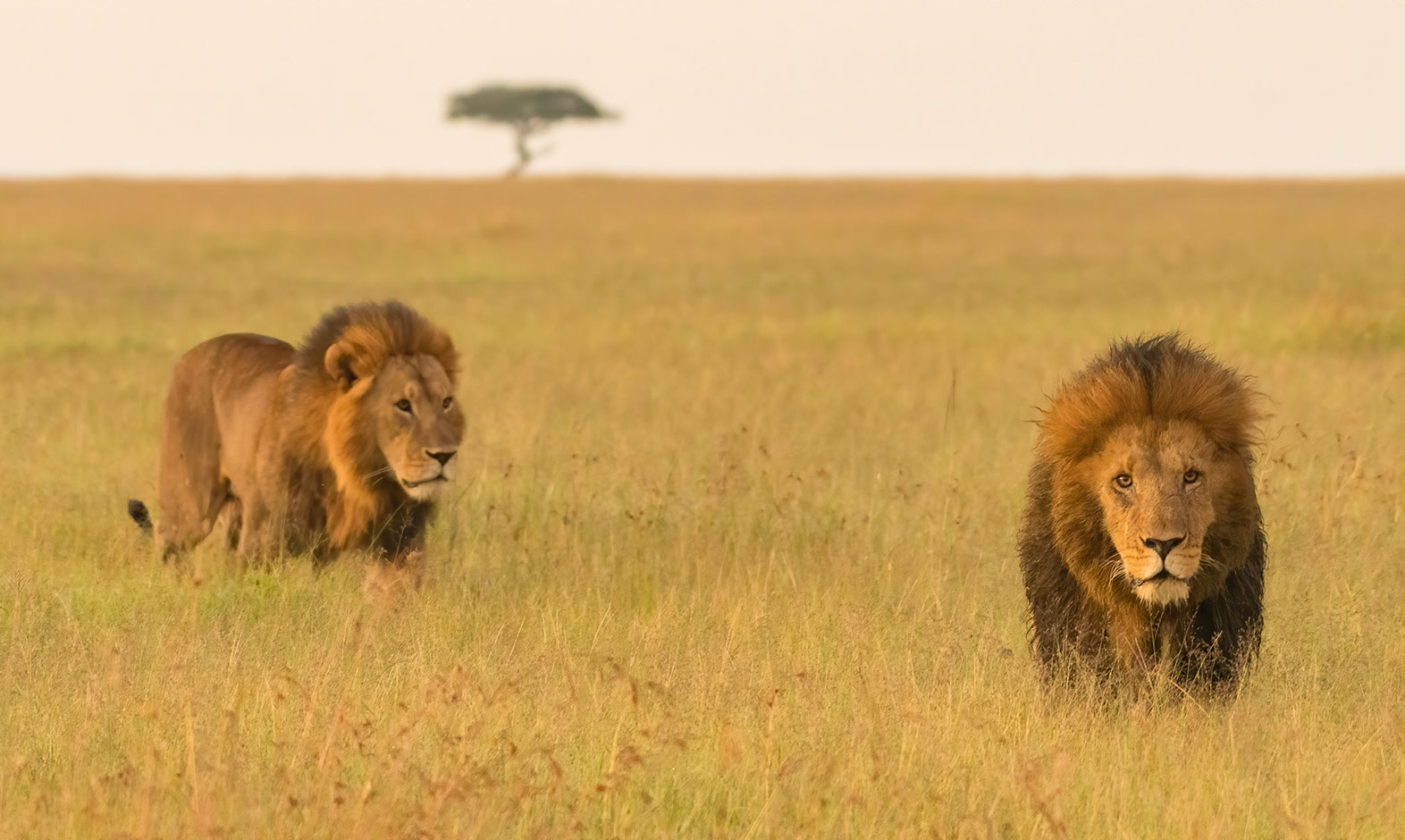 IntoAfrica-Destinos-Kenia-02-min