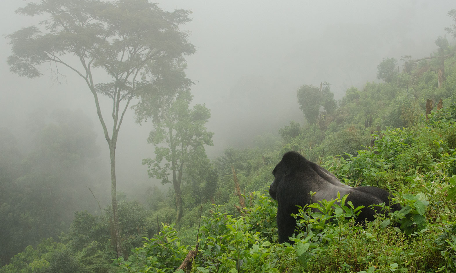 IntoAfrica-Destinos-Ruanda-02-min