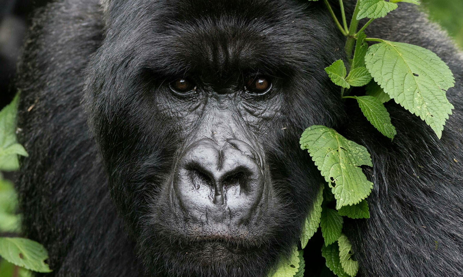 IntoAfrica-Destinos-Ruanda-03-min