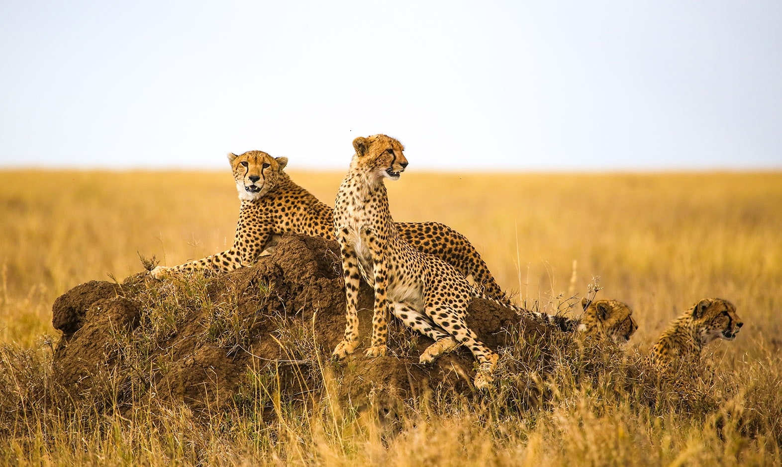 IntoAfrica-Destinos-Tanzania-03-min