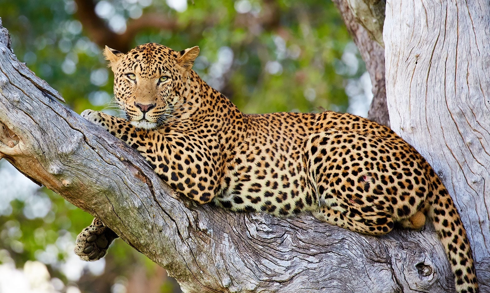 IntoAfrica-Destinos-Zambia-02-min