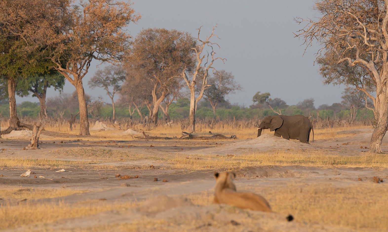 IntoAfrica-Destinos-Zimbabue-04-min