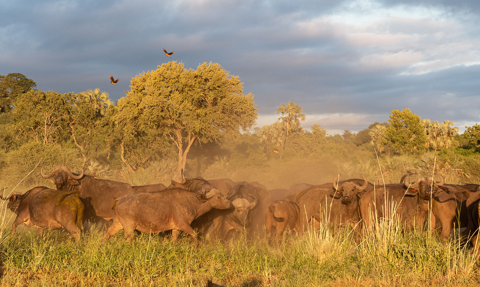 IntoAfrica-Experiencias-Sudafrica-Safari-aPie-00003-min