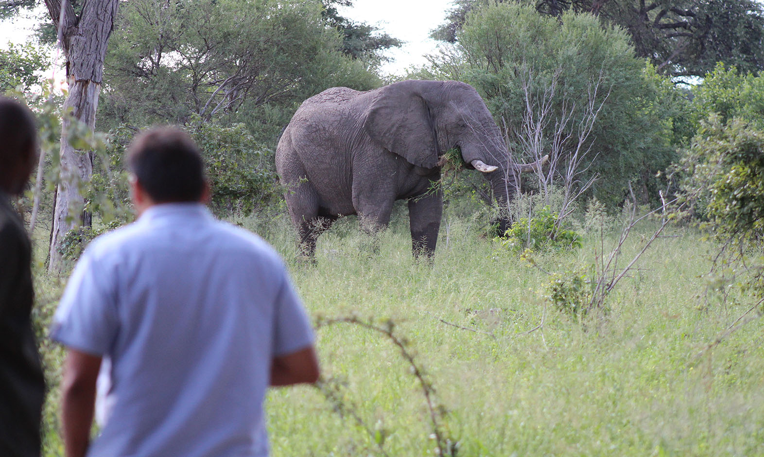 IntoAfrica-Experiencias-Sudafrica-Safari-aPie-00004-min