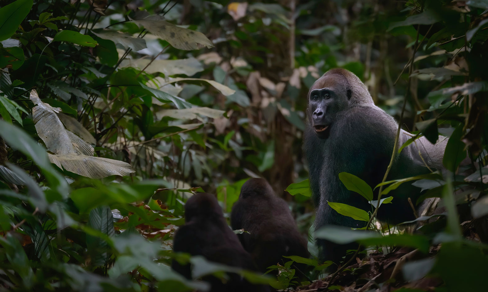 IntoAfrica-Experiencias-Congo-Gabon-RCA-Intocados-02-min