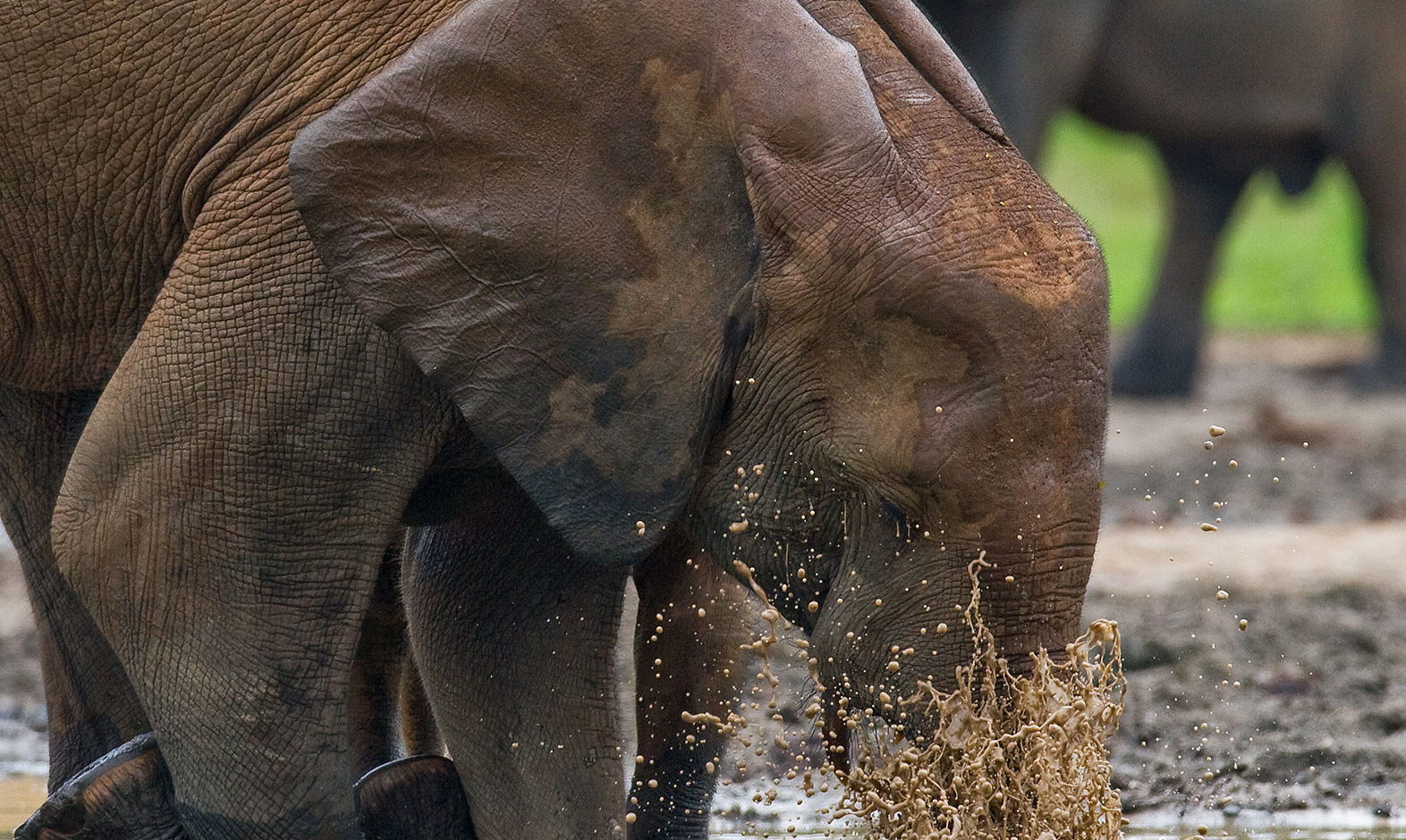 IntoAfrica-Experiencias-Congo-Gabon-RCA-Intocados-03-min