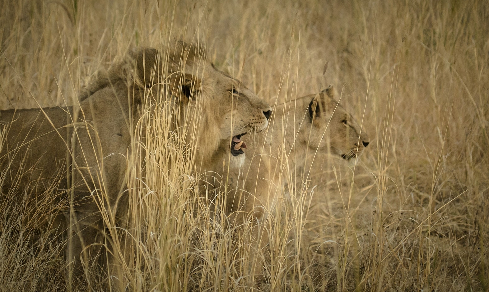 IntoAfrica-Experiencias-Tanzania-Salvaje-00003-min