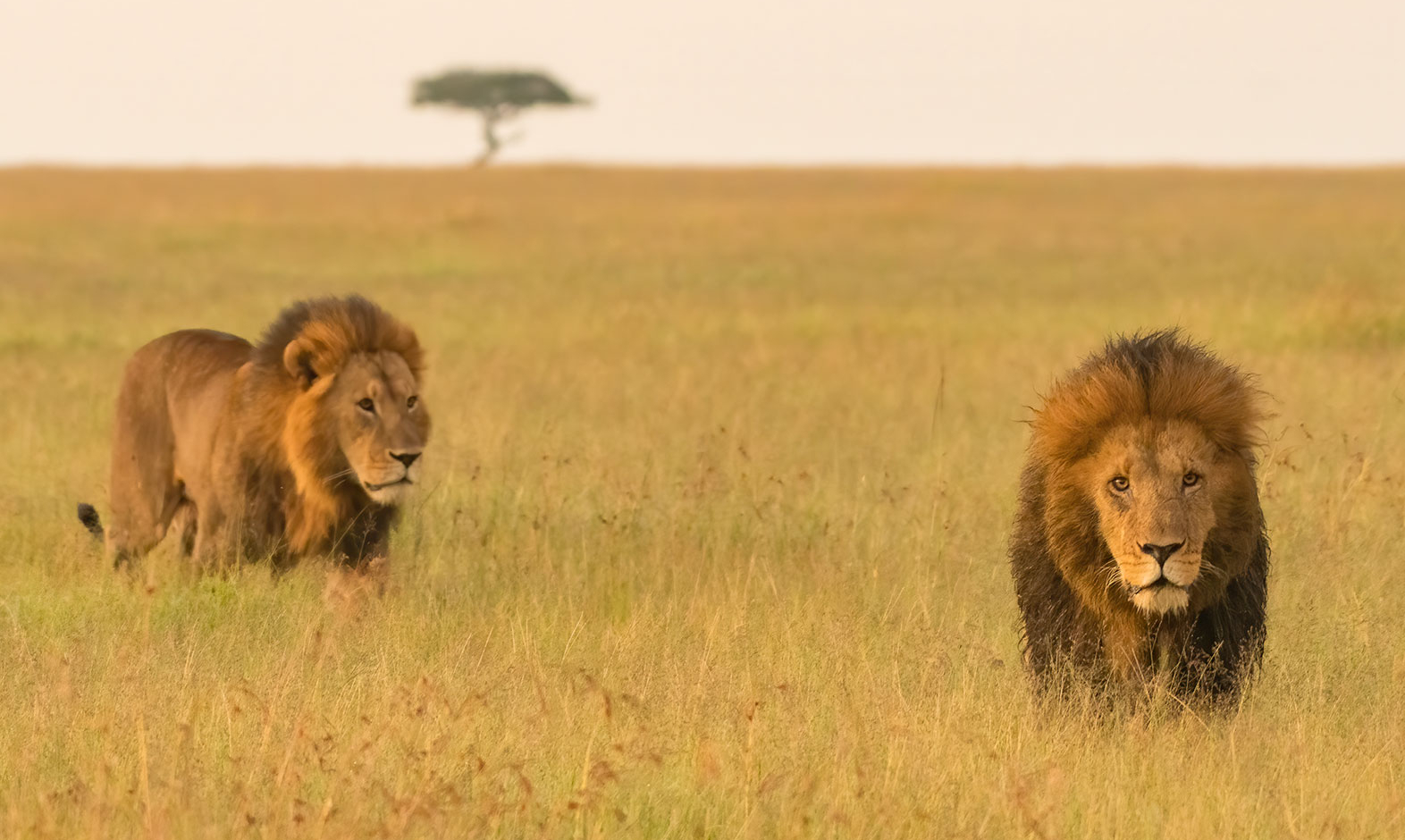 IntoAfrica-Experiencias-Kenia-Cultura-Playa-Safari-03-min