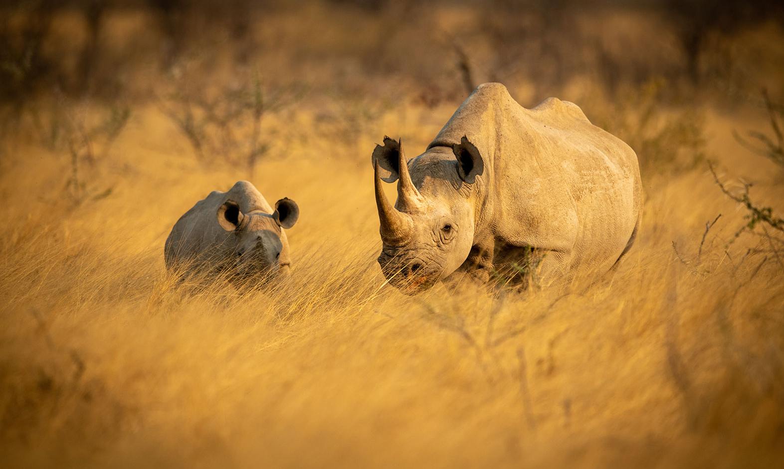 IntoAfrica-Experiencias-Gorilas-5Grandes-02-min