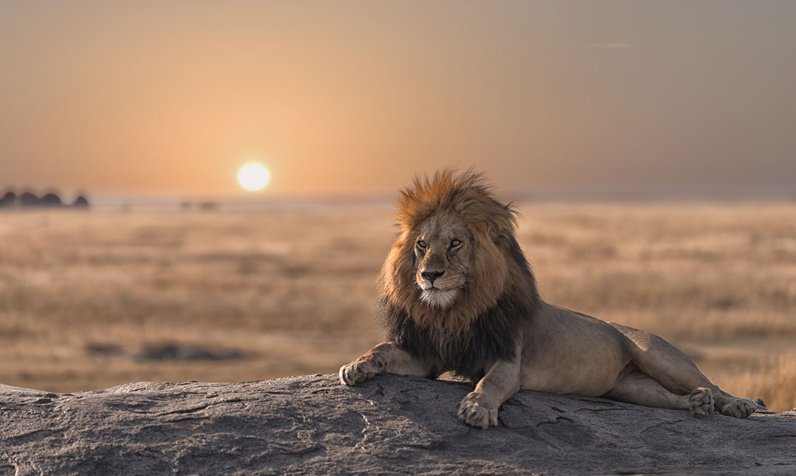 IntoAfrica-Experiencias-Gorilas-5Grandes-03-min