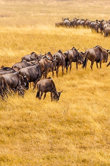 IntoAfrica-Experiencias-Tanzania-GranMigracion-Destacada-min