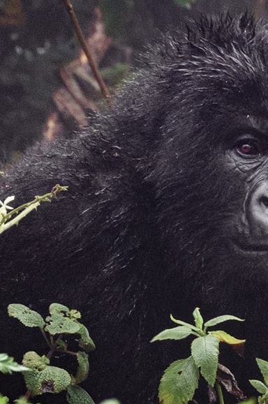 IntoAfrica-Experiencias-Primates-GranMigracion-Destacada-min