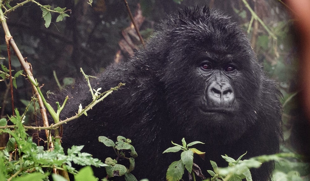 IntoAfrica-Experiencias-Primates-GranMigracion-Destacada-min