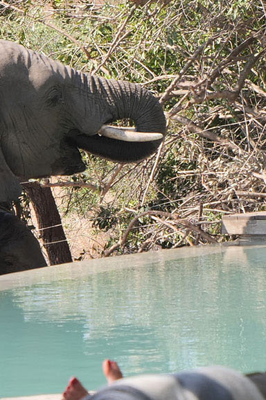 IntoAfrica-Experiencias-Sudafrica-5Grandes-Destacada-min