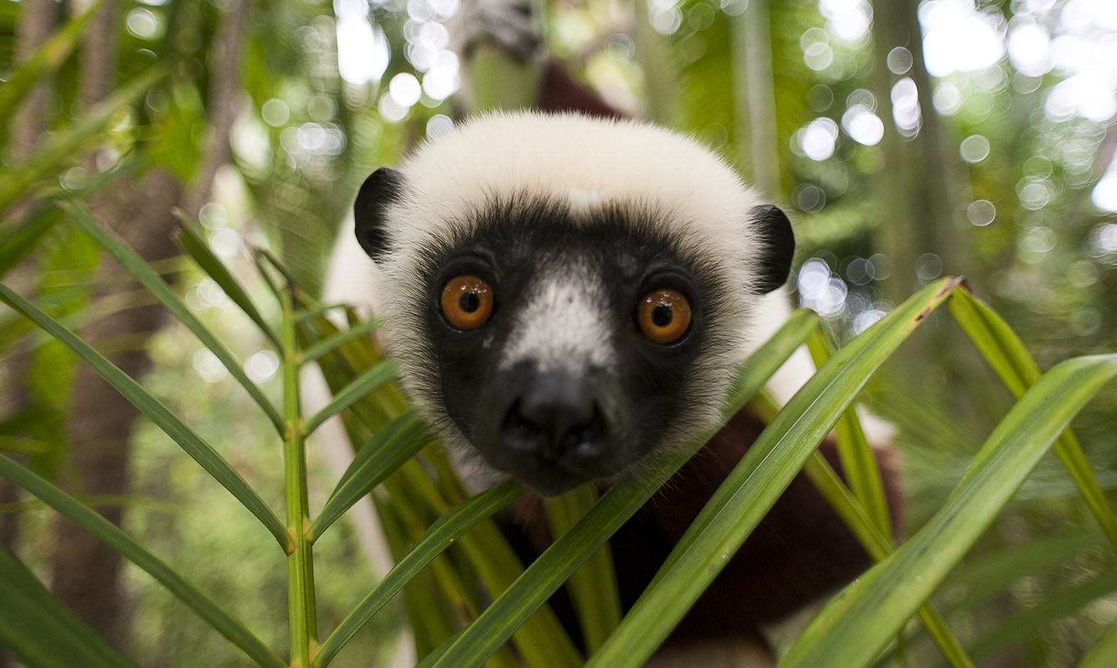 intoafrica-experiencias-madagascar-indomito-02-min